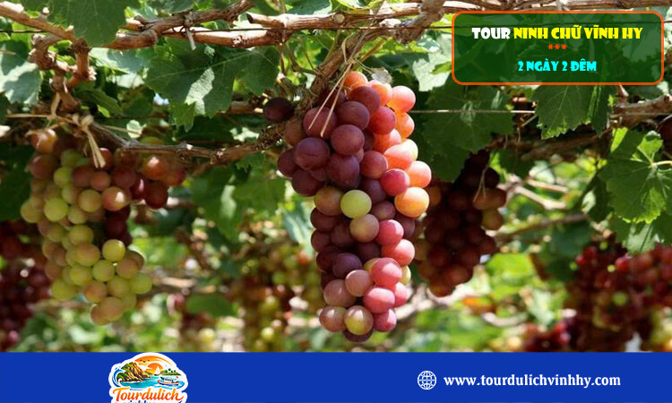 Tour Ninh Chữ Vĩnh Hy 2 ngày 2 đêm